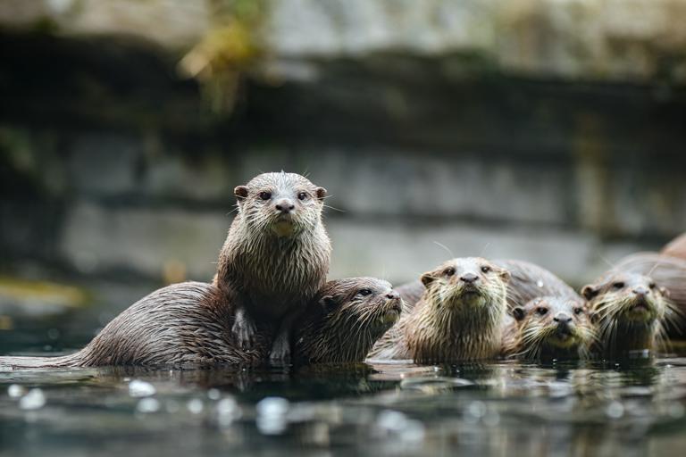 a group of otters, one standing on the back of another looking at the camera